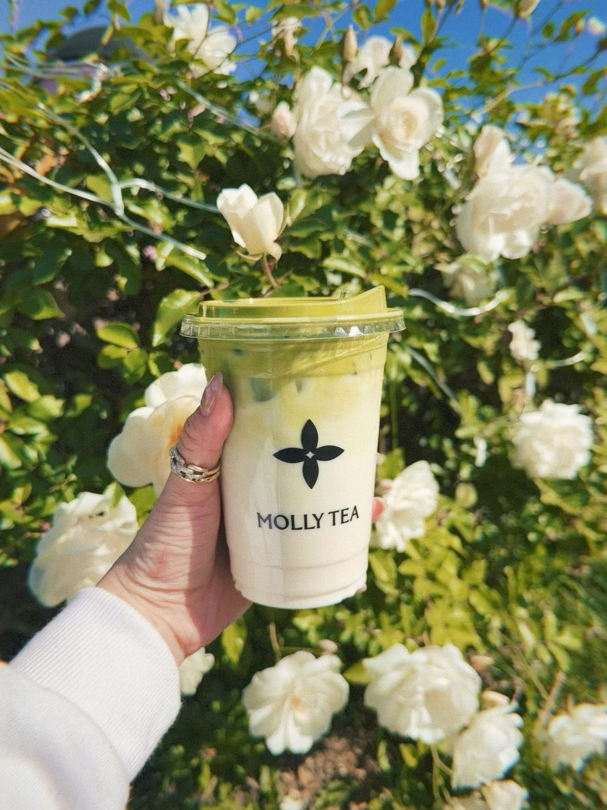 SGV Iced Matcha Latte Molly Tea